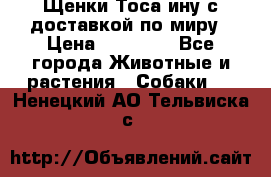 Щенки Тоса-ину с доставкой по миру › Цена ­ 68 000 - Все города Животные и растения » Собаки   . Ненецкий АО,Тельвиска с.